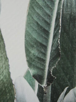 Leinwand-Druck-gerahmt, Grün -Einrichtungsgeschäft Botanik Druckgerahmt Gruen 50x70 lup