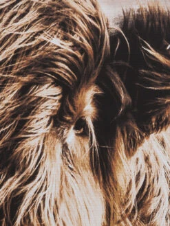 Leinwandbild, Braun -Einrichtungsgeschäft Highlandrind Leinwandbild Braun 83x103 lup1