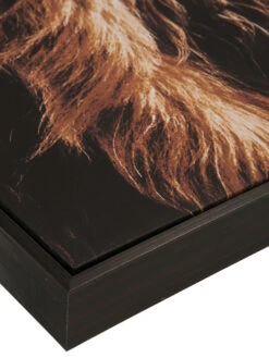 Leinwandbild, Braun -Einrichtungsgeschäft Highlandrind Leinwandbild Braun 83x103 lup2