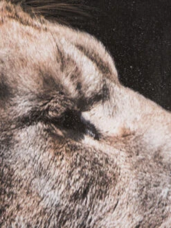 Leinwand Druck, Braun -Einrichtungsgeschäft LoeweimGras LeinwandDruck Braun 80x80 lup1