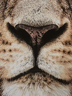 Leinwand-Druck-gerahmt, Braun -Einrichtungsgeschäft Loewenkoenig Druckgerahmt Braun 50x70 lup