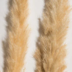 Trockenblume, Creme -Einrichtungsgeschäft Pampasgrasbuendel6er Trockenblume 213869 Beige Creme 75cm lup