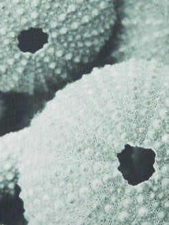 Leinwand-Druck-gerahmt, Hellgrün -Einrichtungsgeschäft Seeigel Druckgerahmt Gruen Hellgruen 50x120 lup