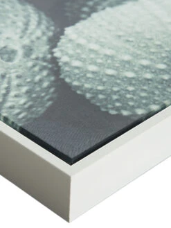 Leinwand-Druck-gerahmt, Hellgrün -Einrichtungsgeschäft Seeigel Druckgerahmt Gruen Hellgruen 50x120 lup2